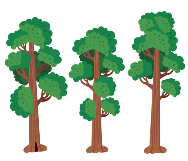 Vector illustration of Redwood Tree