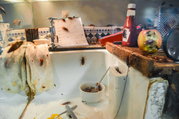 Cockroaches in a dirty kitchen. stock photo
