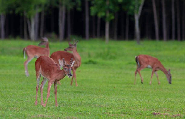istock Herd of deer grazing at dusk 1046108246
