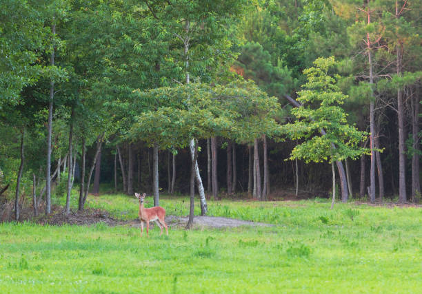 istock Young deer buck near the forest 1046112572