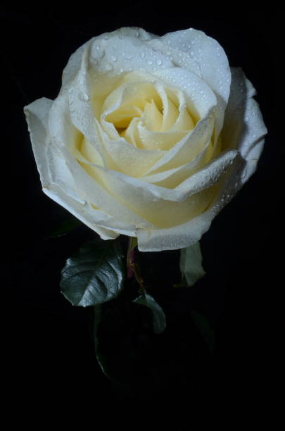 istock White rose with drops of dew 1046115732