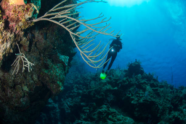 istock Caribbean coral reef and diver 1046116248
