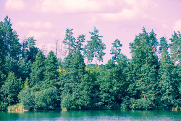 Beautiful wild nature. River bank with pine trees.