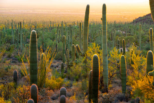 istock Saguaro Cactus Landscape at sunset 1046119044