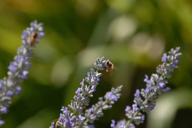 カリフォルニアのブドウ園 - napa napa valley california flower ストックフォトと画像