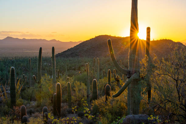 istock Saguaro Cactus Landscape at sunset 1046119060