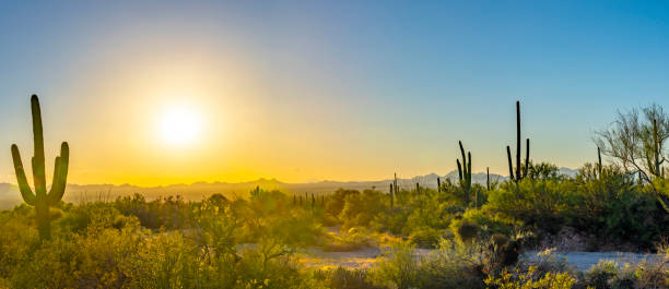 saguaro cactus paysage au coucher du soleil - sonoran desert cactus landscaped desert photos et images de collection