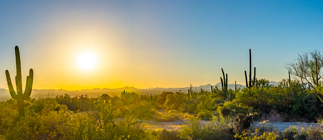 Saguaro cactus mountain with setting sun