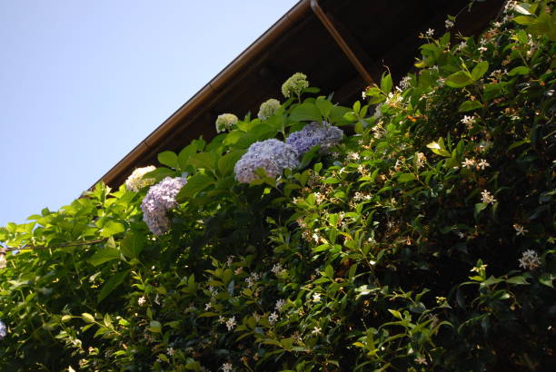 カリフォルニアのブドウ園 - napa napa valley california flower ストックフォトと画像