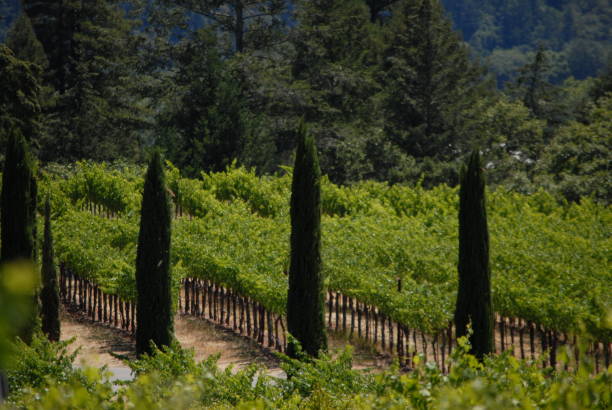 カリフォルニアのブドウ園 - napa napa valley california flower ストックフォトと画像