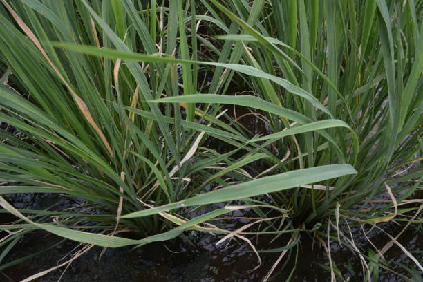 istock Latifolia zizania 1046119672