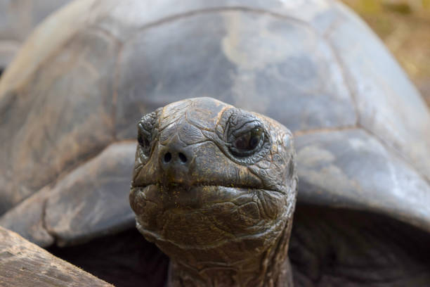 istock Curious tortoise exploring surrounding area in Seychelles, Praslin island 1046120072