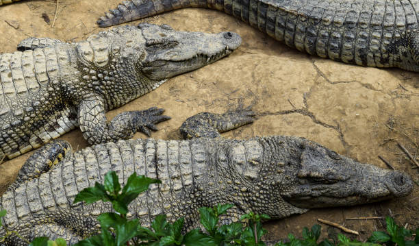 istock Few crocodiles lying on the ground in Vietnam 1046120086