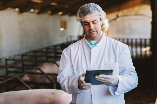 foto del giovane veterinario maschio in abiti sterili bianchi in piedi nel maialino e guardando la sua compressa. - swine flu immagine foto e immagini stock