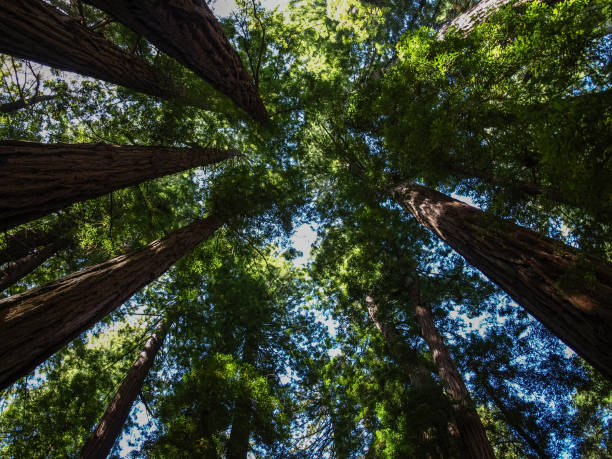 istock Giant Trees reaching for the sky 1046123604