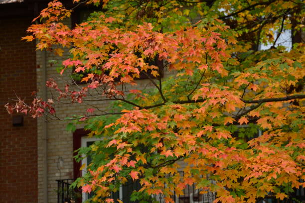 istock Autumn in the Shenandoahs, Virginia 1046125058