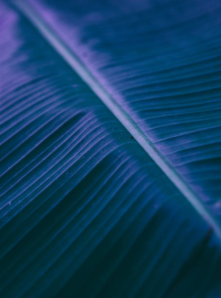 istock Abstract tropial palm leaves background. 1046128576