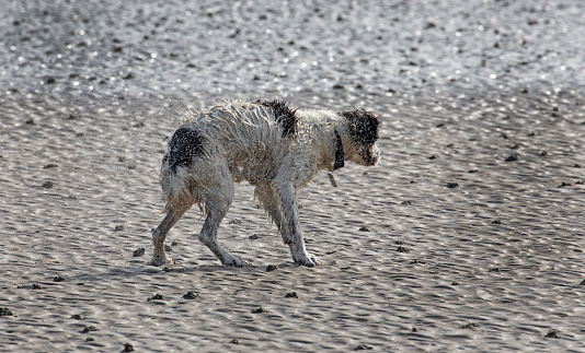 A walk along Portmarnock Beach and the Spaniel had just emerged from the sea after a swim