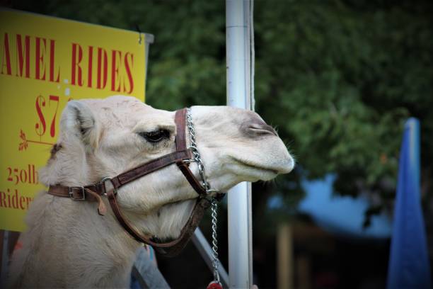 cammello in cattività - camel smiling israel animal foto e immagini stock