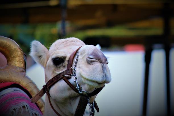 cammello in cattività - camel smiling israel animal foto e immagini stock