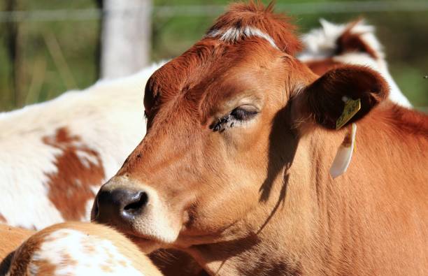 istock Cow in the pasture 1046129666