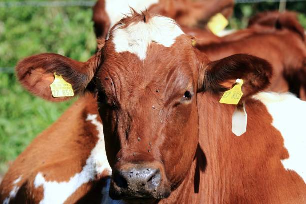 istock Cow in the pasture 1046129668