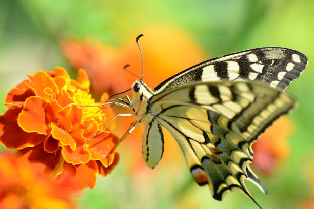 istock Beautiful bright tropical butterfly 1046140070