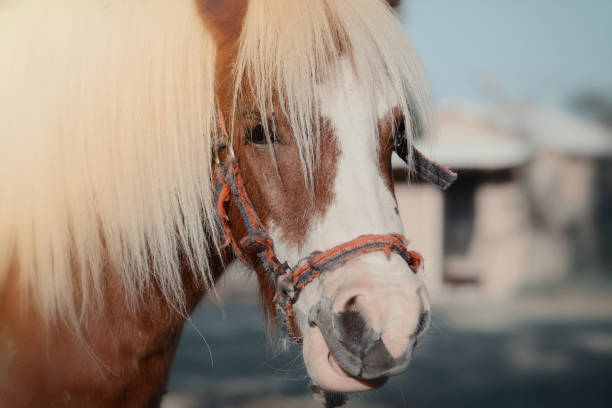 istock Beautiful pony portrait with white mane 1046140220
