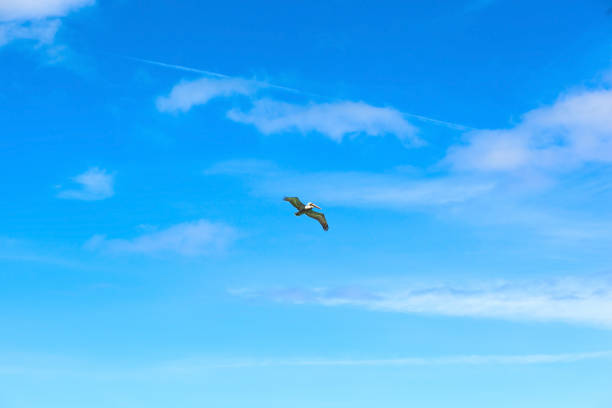 blue sky background. Bottom view. Bird hovering in the skies over the blue ocean.