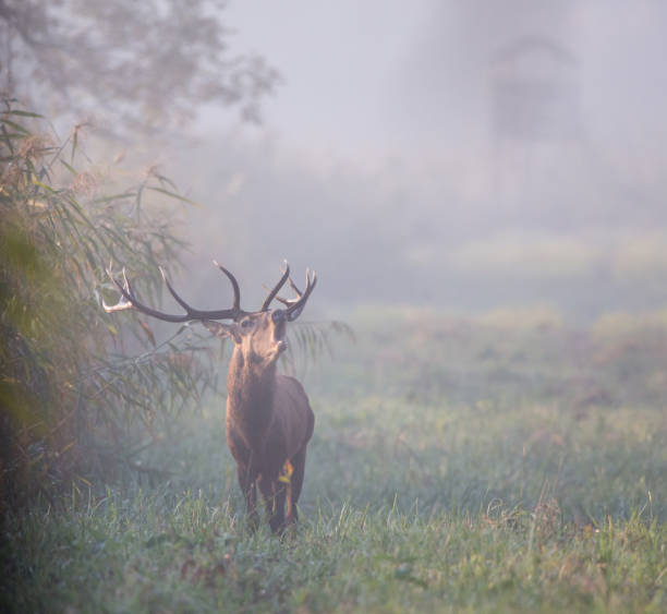 istock Red deer in forest in fog 1046140470