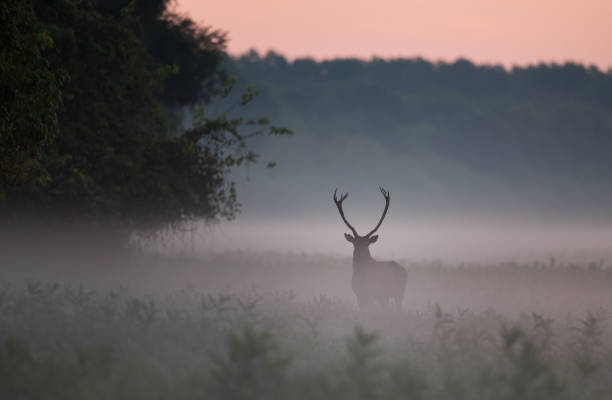 istock Red deer in forest in fog 1046140522