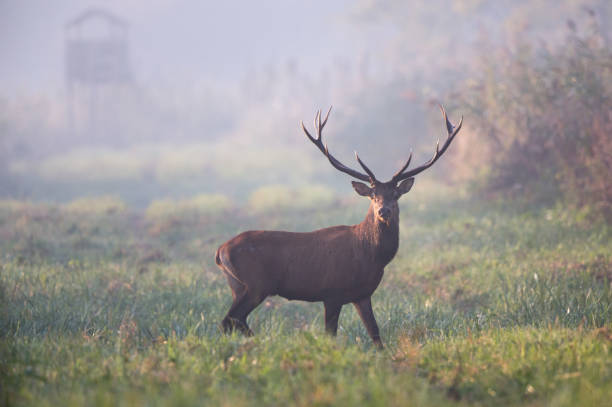 istock Red deer in forest in fog 1046140634