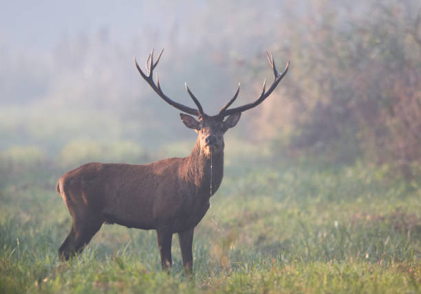 istock Red deer in forest in fog 1046140714