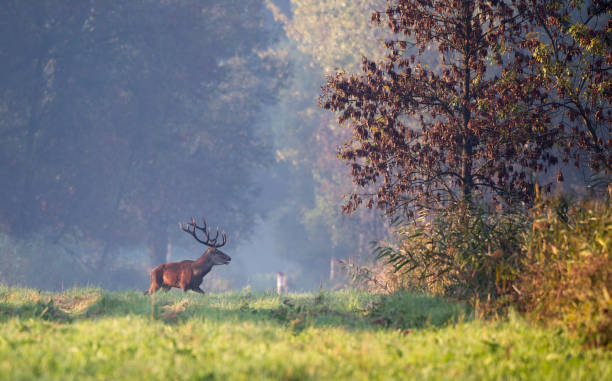 istock Red deer in forest in fog 1046140730