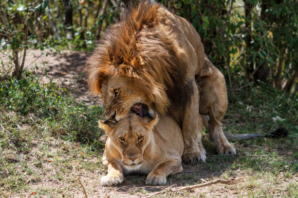 istock Lions mating in Masai Mara in Kenya 1046141232