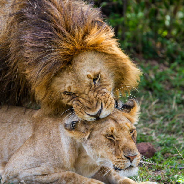 istock Lions mating in Masai Mara in Kenya 1046142004