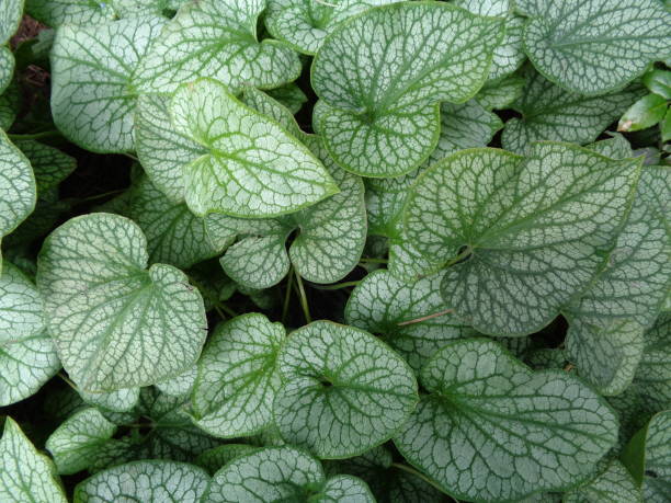 istock Green and White Leaves 1046148224