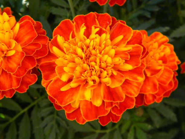 istock Beautiful zinnia flowers 1046148910