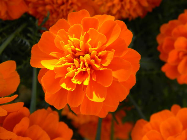 istock Beautiful zinnia flowers 1046148962