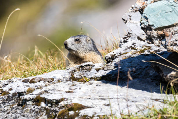 istock Marmot posing from the Alps 1046156072