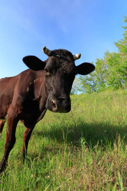 istock young cow grazing in the meadow 1046162358
