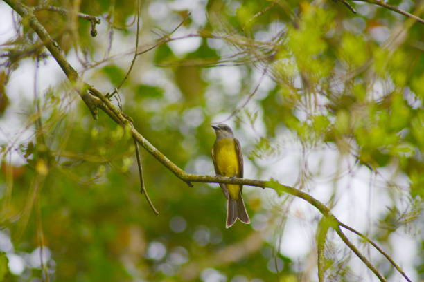istock Brazilian birds 1046162470