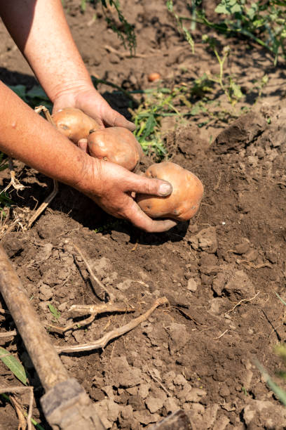 istock Old Woman Picking Potatoes from Field 1046162492
