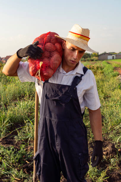 istock Farm Worker Harvesting Potatoes 1046162568