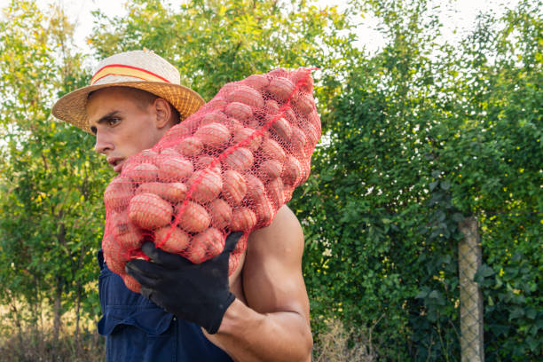 istock Farm Worker Harvesting Potatoes 1046162678