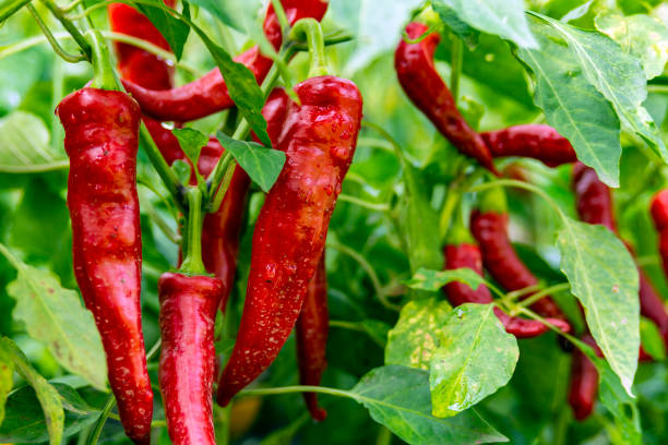 istock Red Pepper in the Field 1046162700