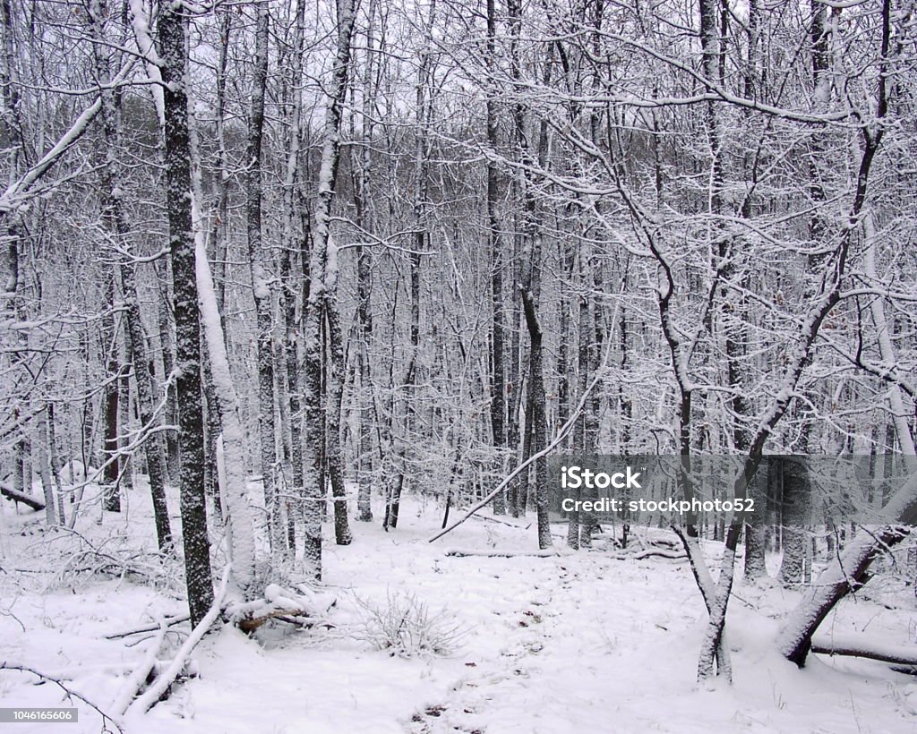 Kazanka Forest Winter scene in a forest - Kazanka, Russia Beauty Stock Photo