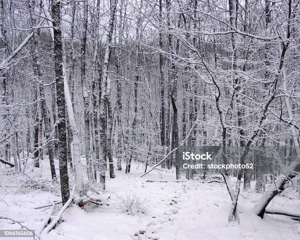 Kazanka Forest Stock Photo - Download Image Now - Beauty, Birch Tree, Branch - Plant Part