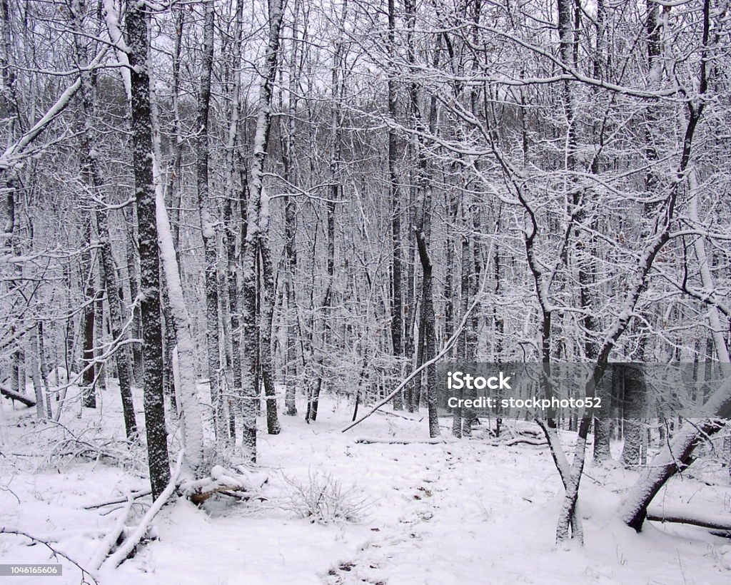 Kazanka floresta - Foto de stock de Beleza royalty-free