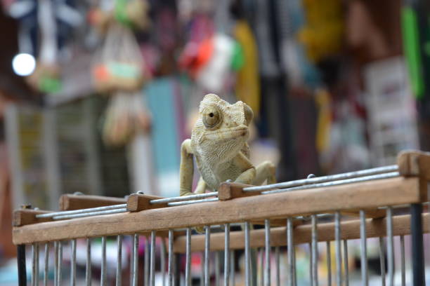Chameleon on top of cage in Rahba Kedima Square, medina Marrakesh, Morocco.